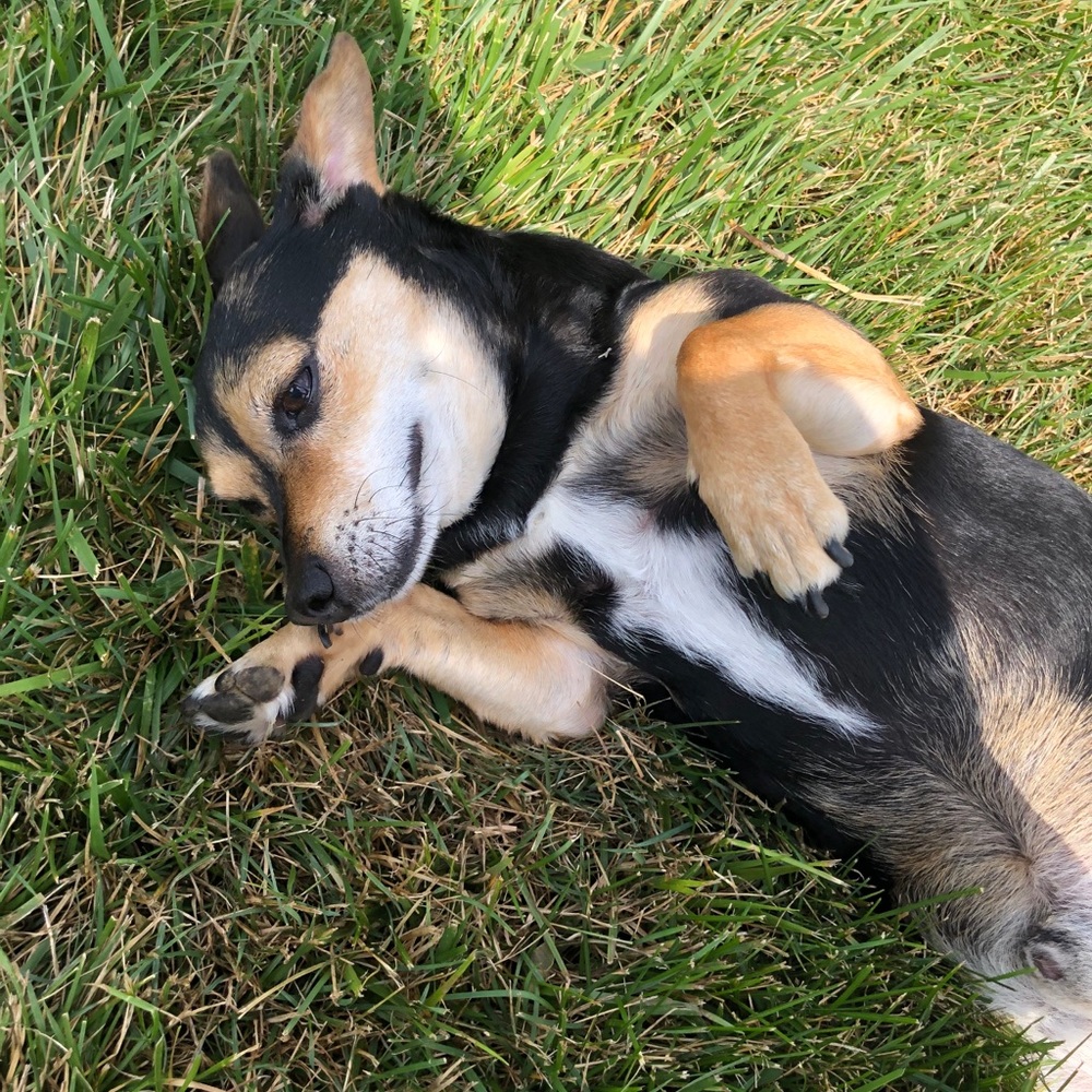 Meet your Posher, Paco the Poshmark Pup